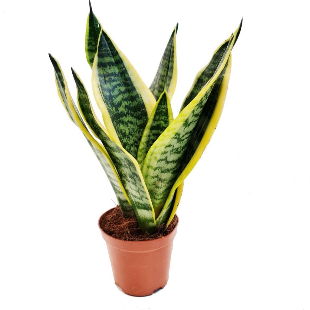 Snake Plant | Futura Superb