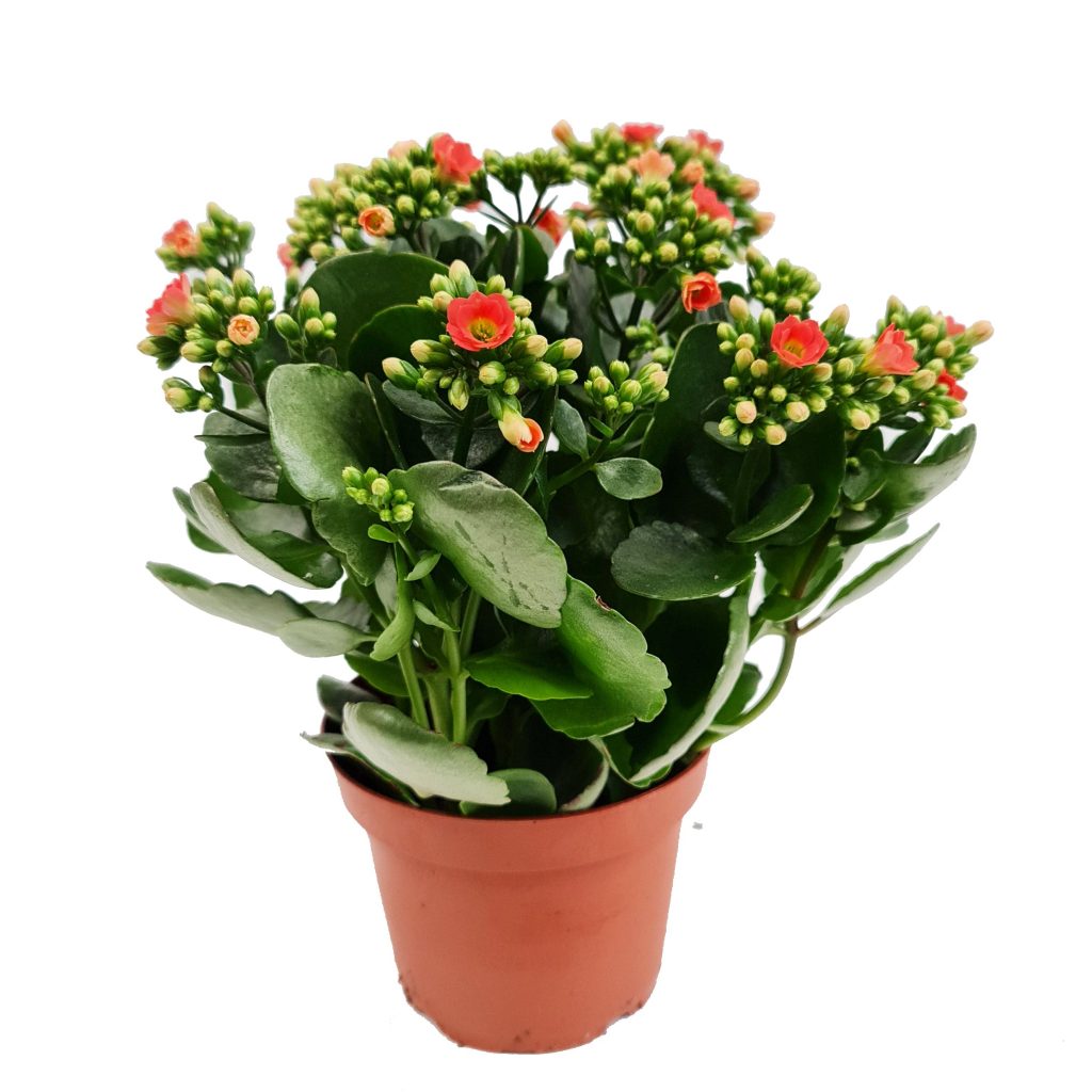 Flowering Kalanchoe