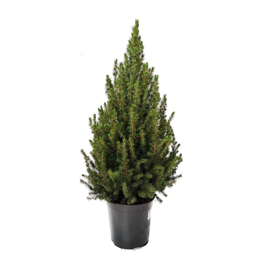 Picea | Potted Tree