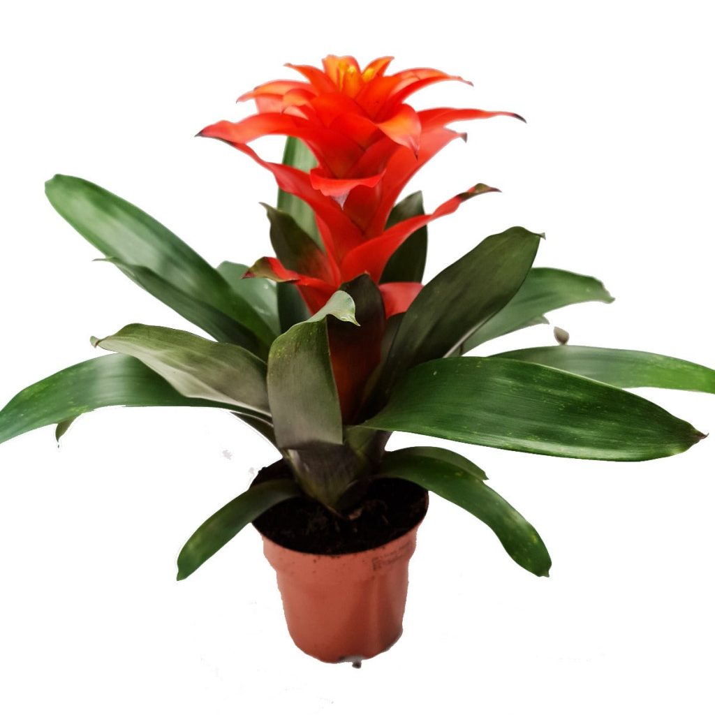 Flowering Bromeliad | Guzmania | Various Colours