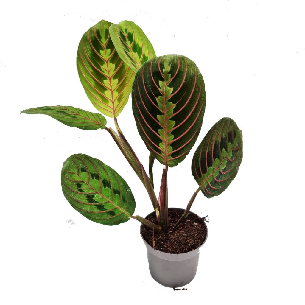 Prayer Plant | Fascinator