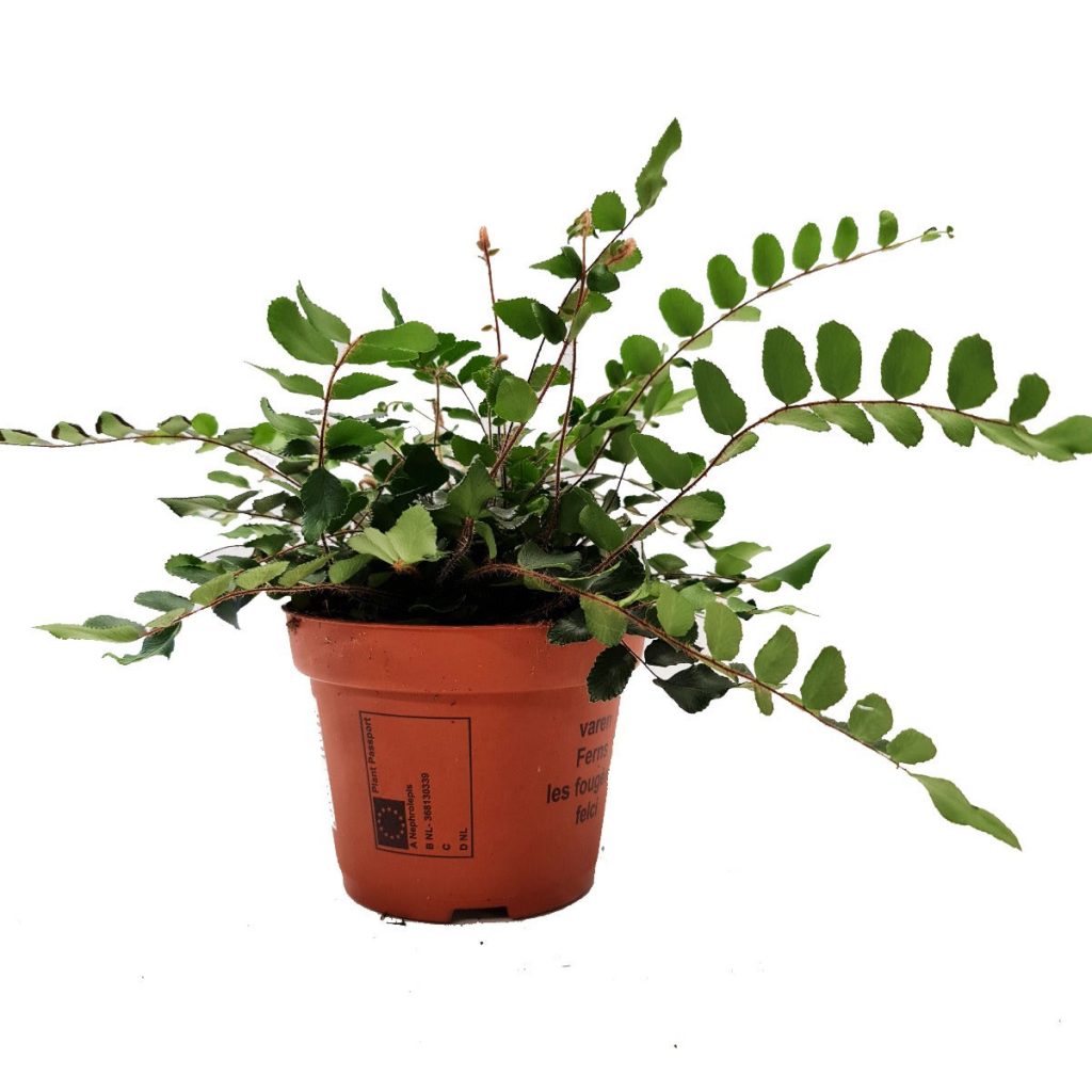 Button Fern | Hard To Find