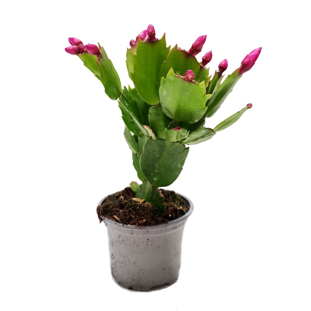 Flowering Cactus