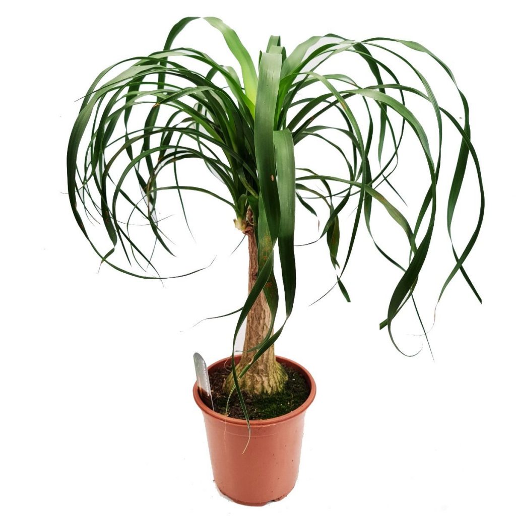 Ponytail Palm