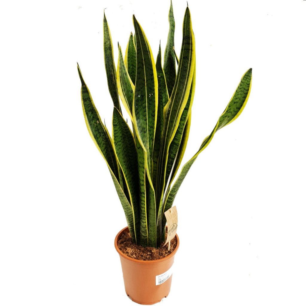 Snake Plant | Laurentii