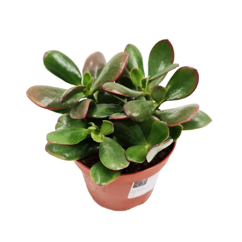 Jade Plant | Ovata