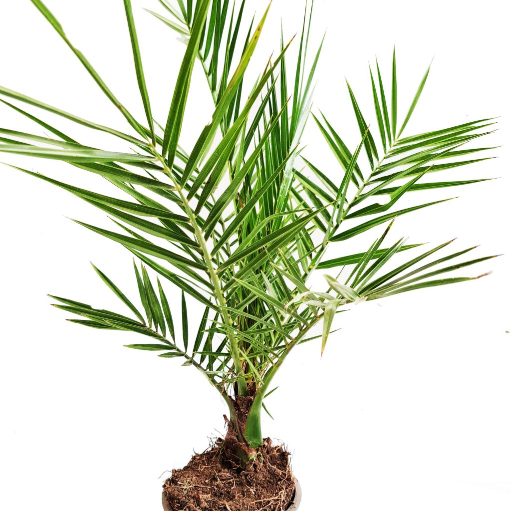 Date Palm