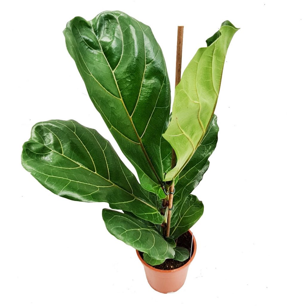 Fiddle Leaf Fig