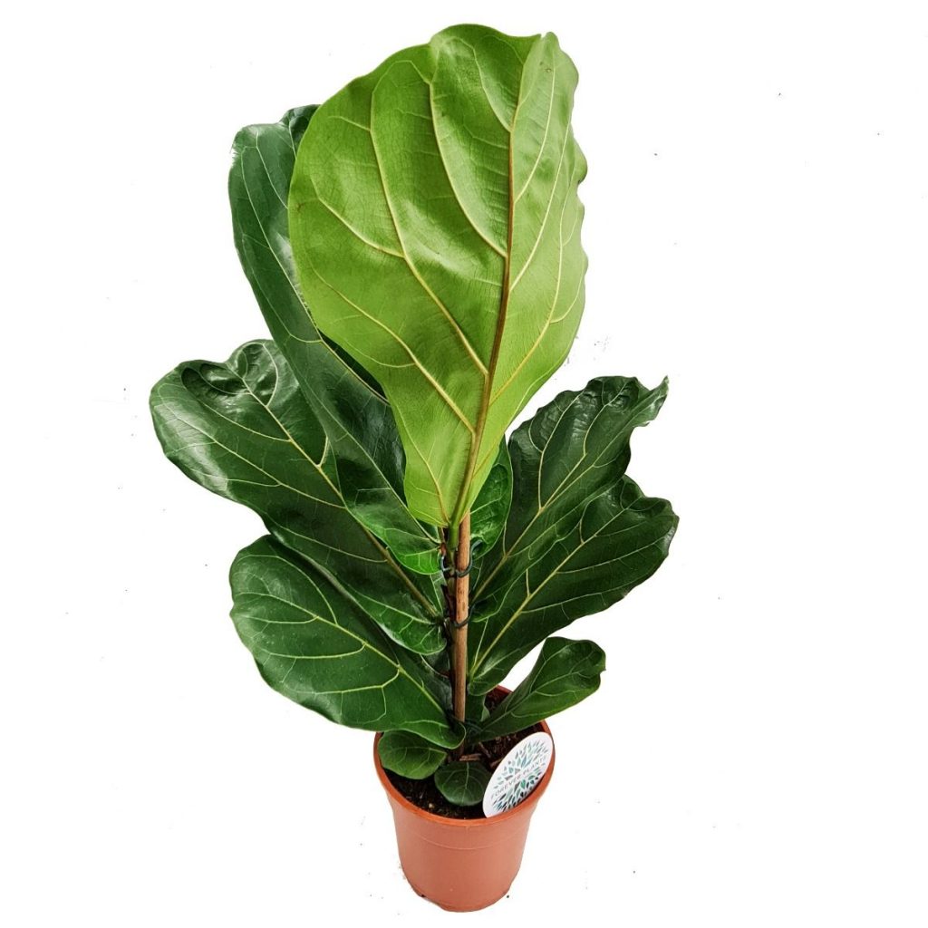 Fiddle Leaf Fig