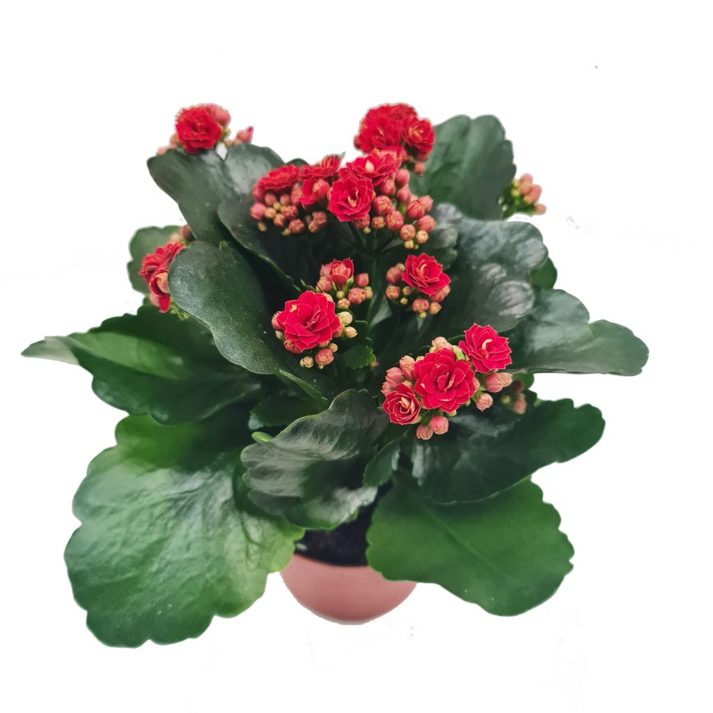 Flowering Kalanchoe