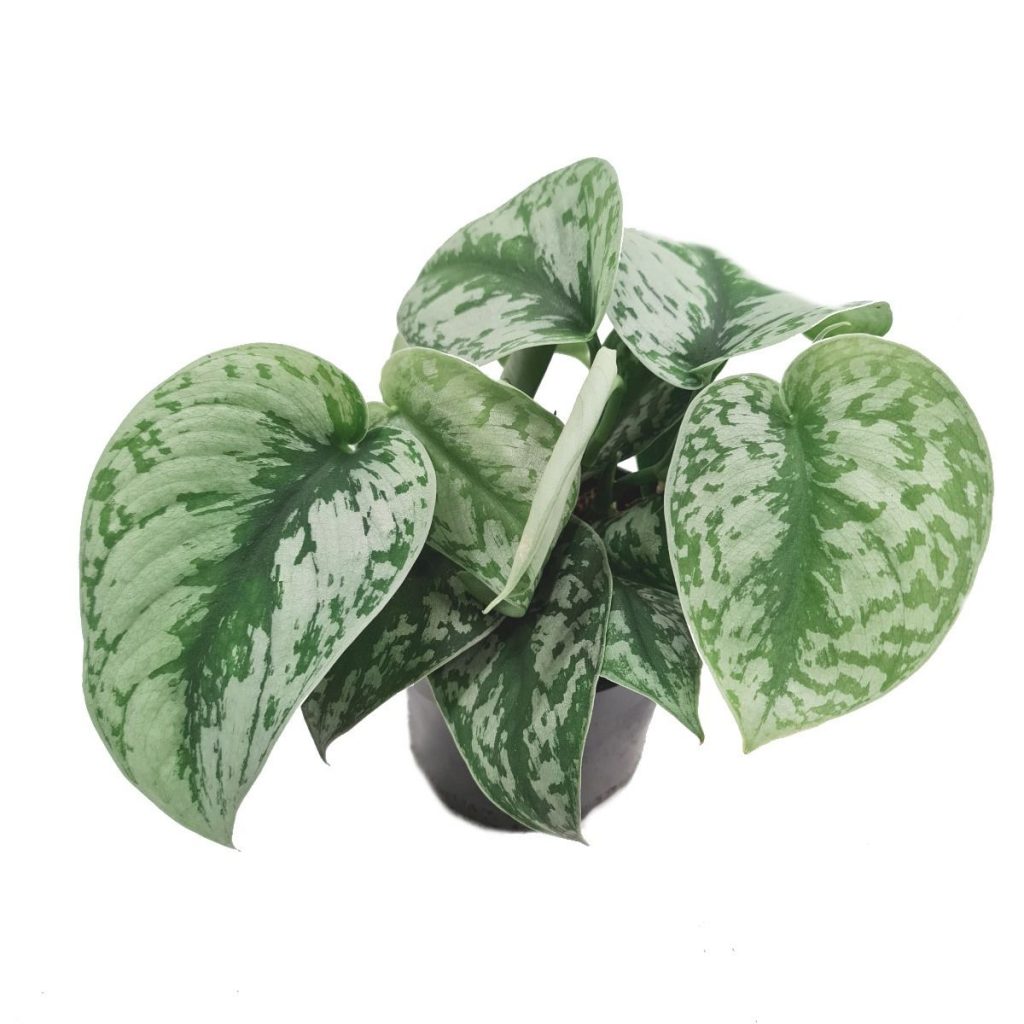 Satin Silver Pothos | Trebie