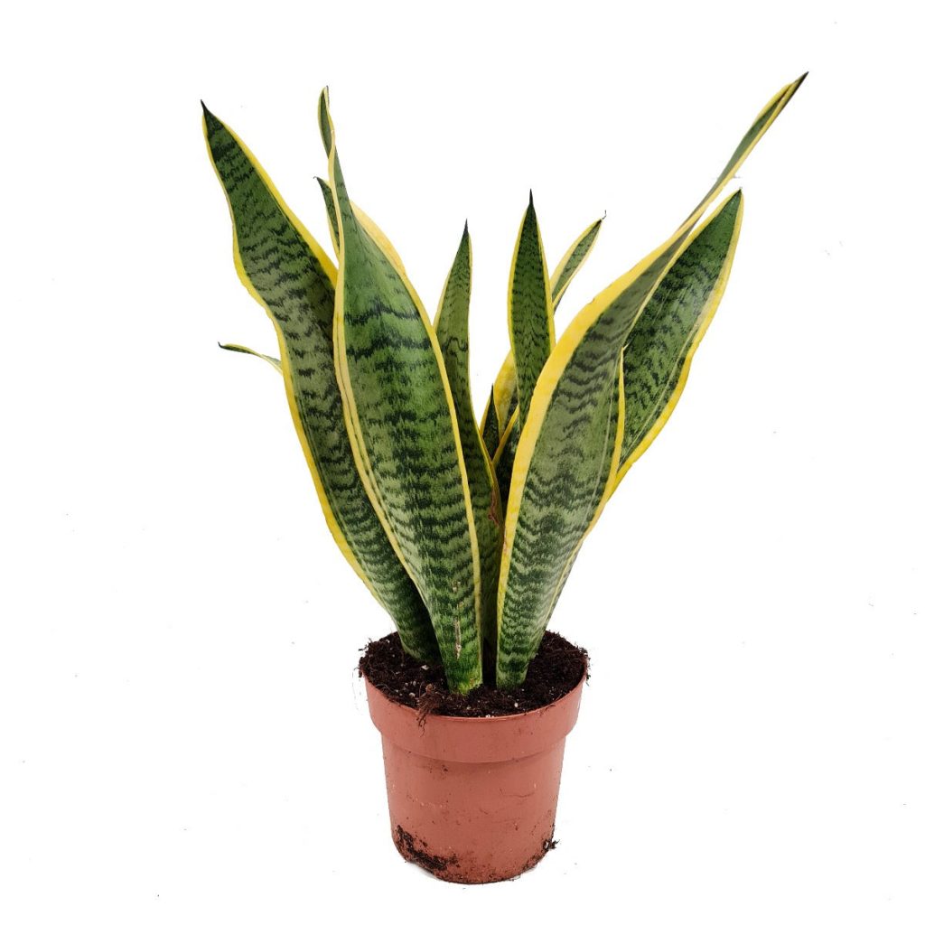 Snake Plant | Laurentii