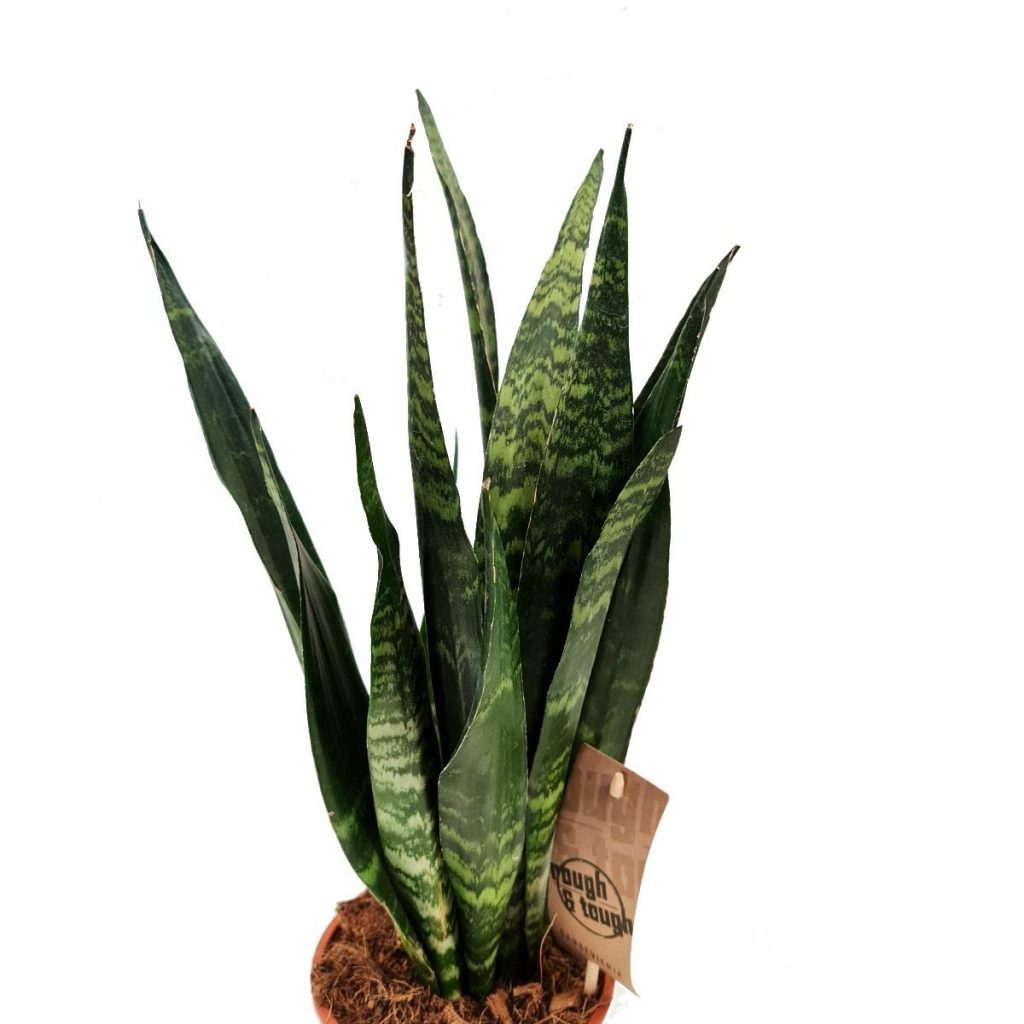 Snake Plant | Black Coral