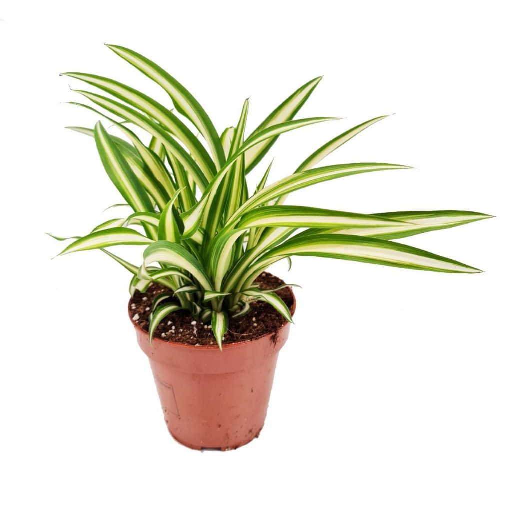 Spider Plant | Atlantic