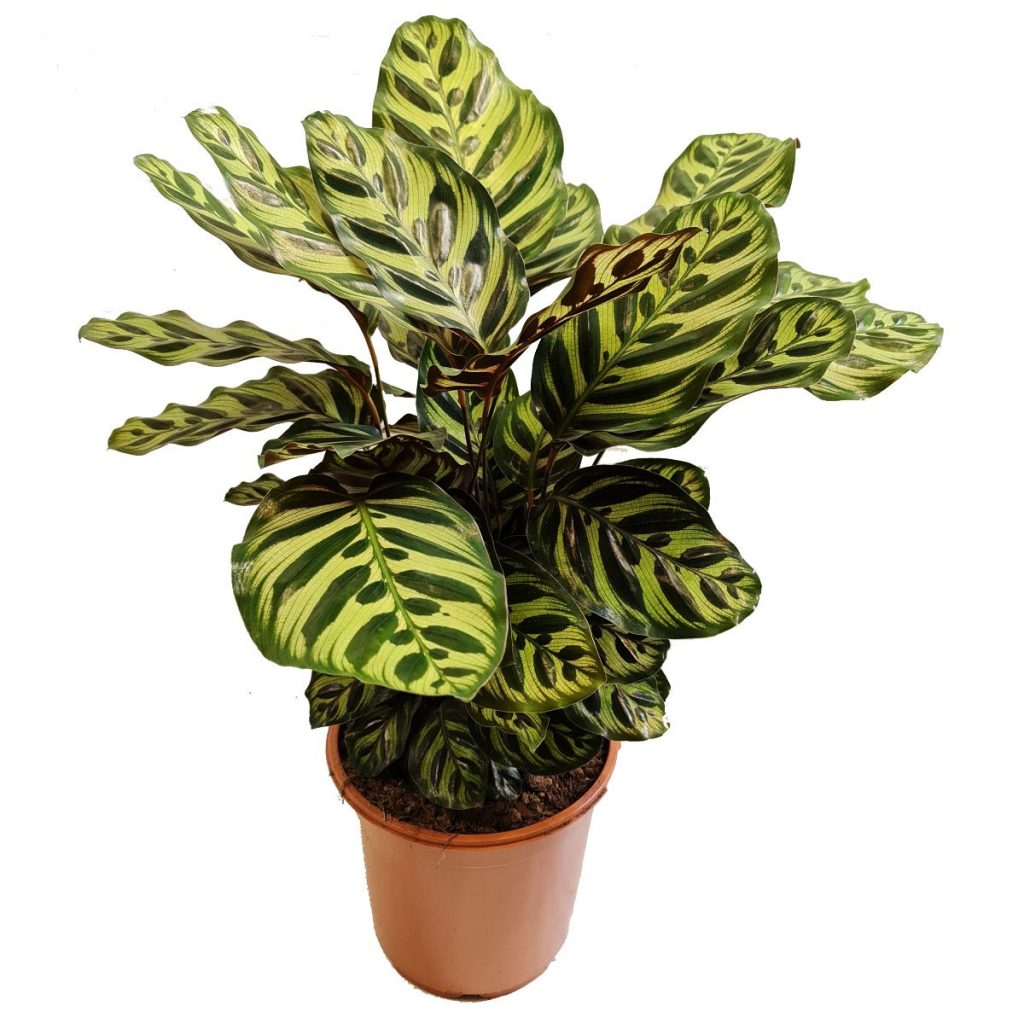 Prayer Plant | Makoyana