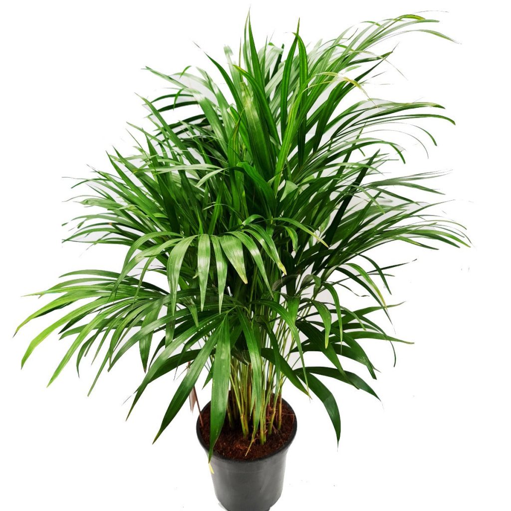 Areca Palm