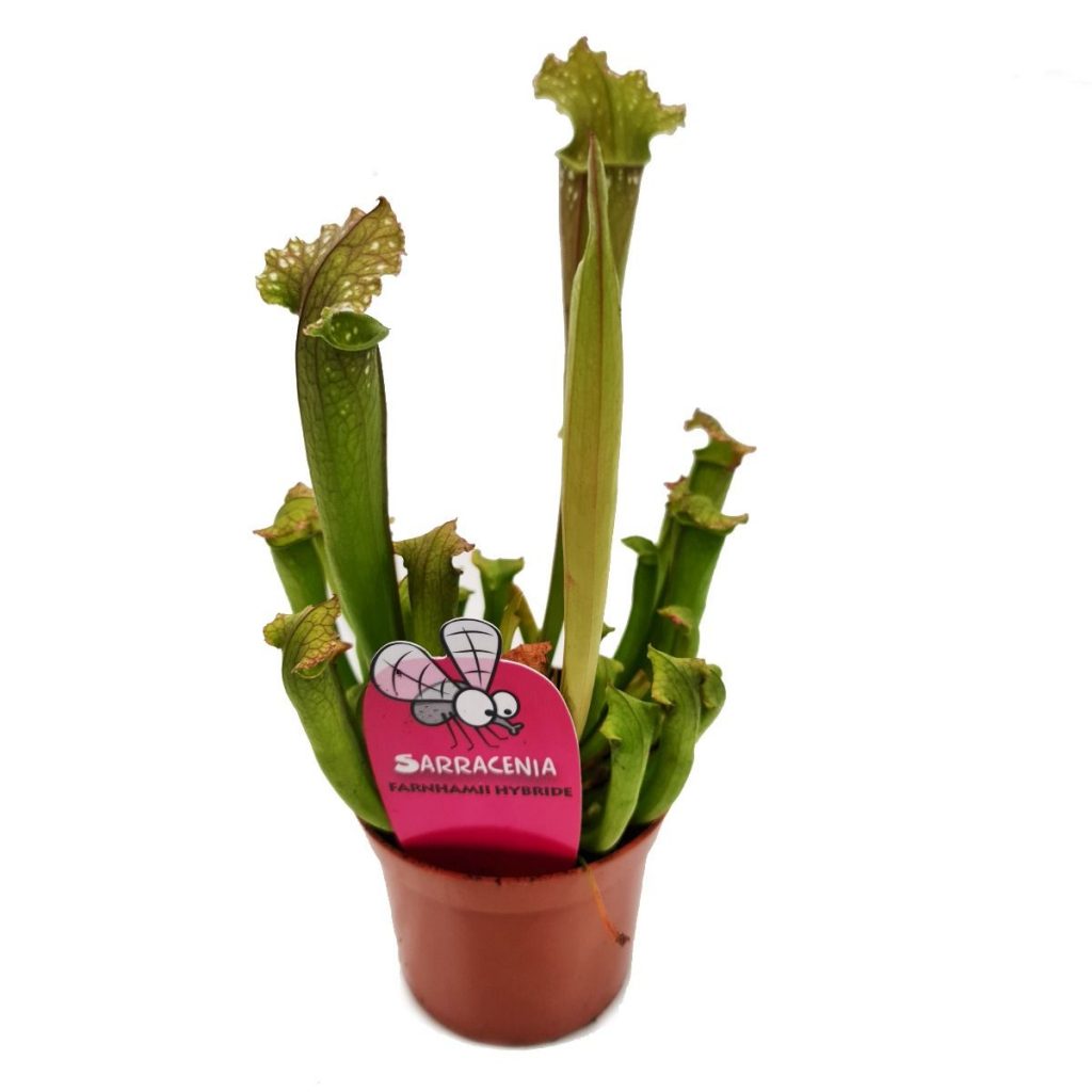 Trumpet Pitcher Plant | Fly Catcher