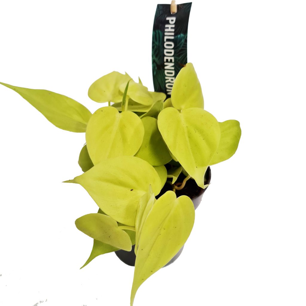 Sweetheart Plant | Lime