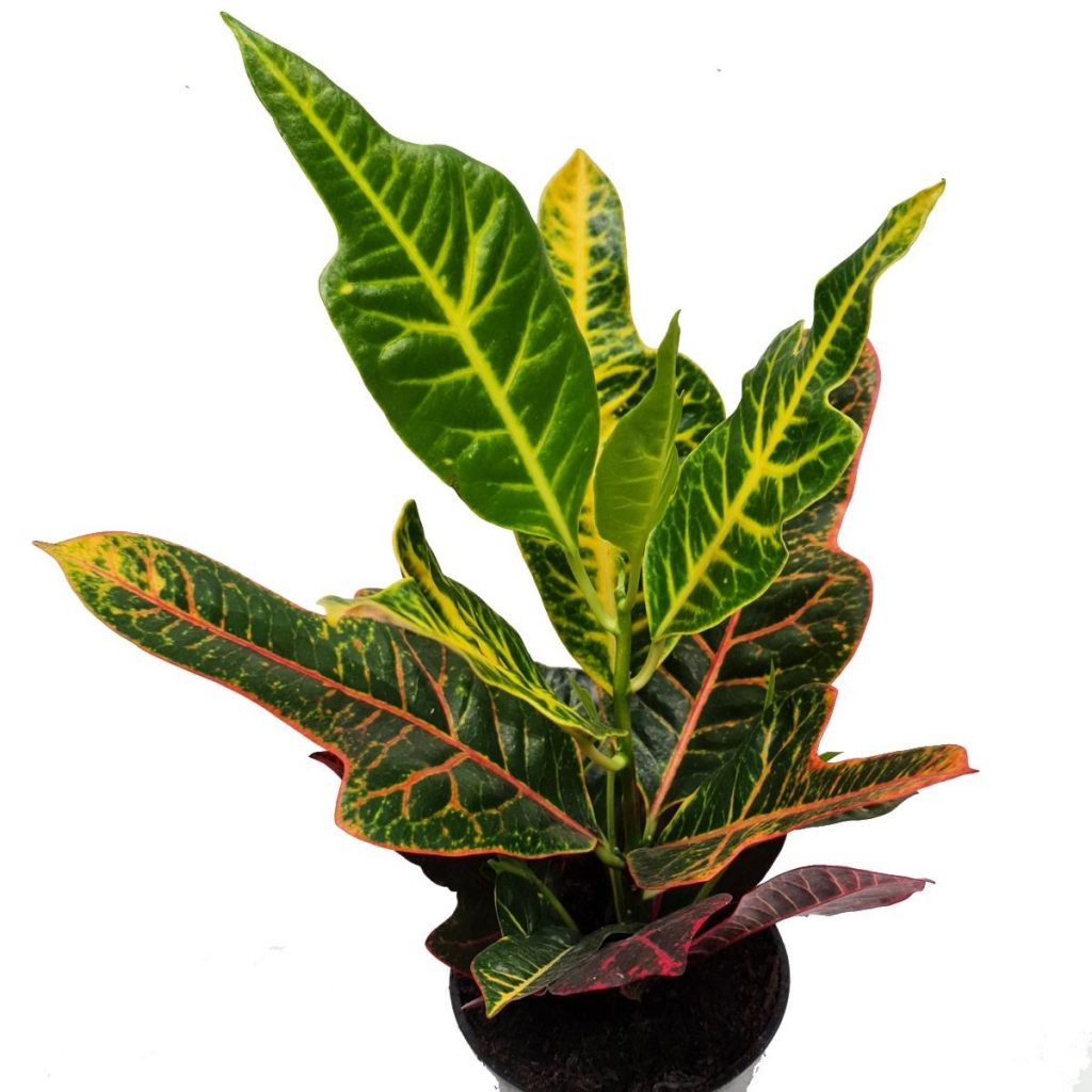 Croton | Excellent