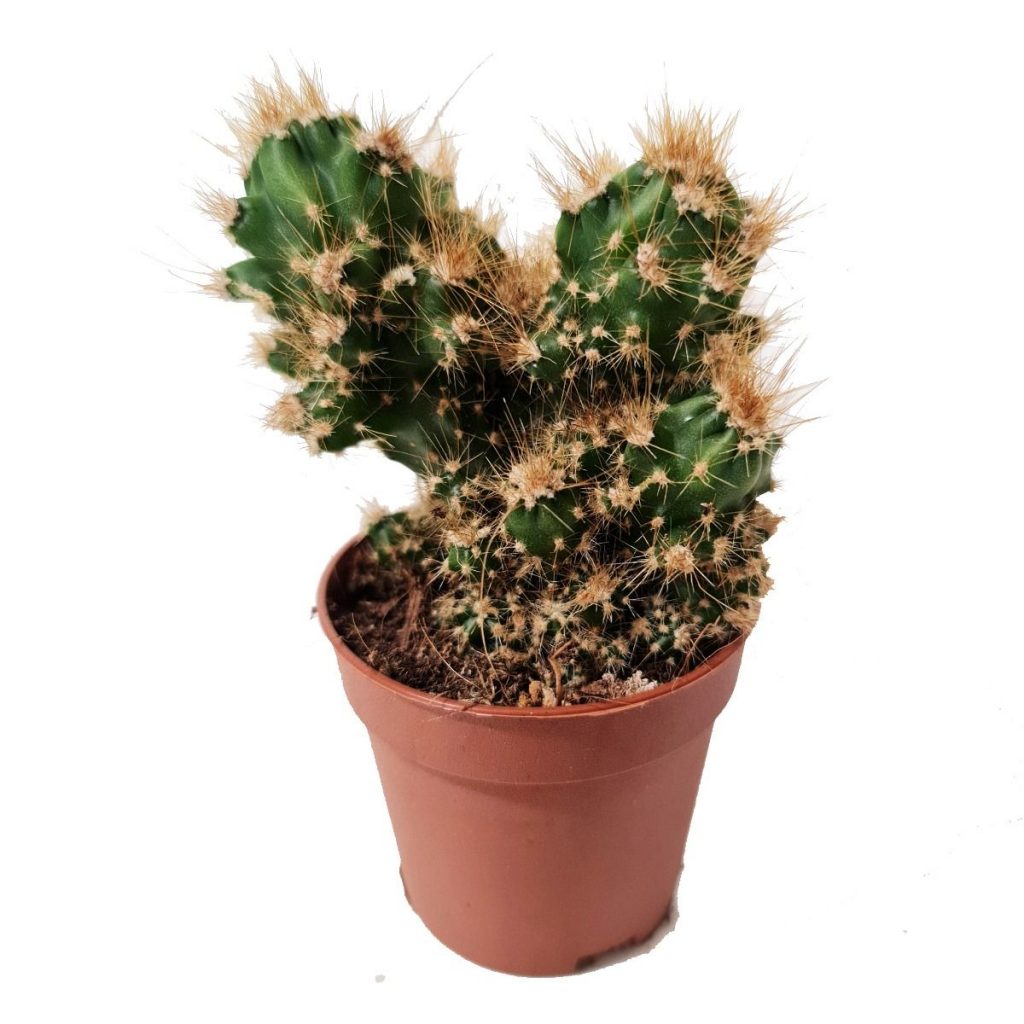 Peruvian Apple Cactus