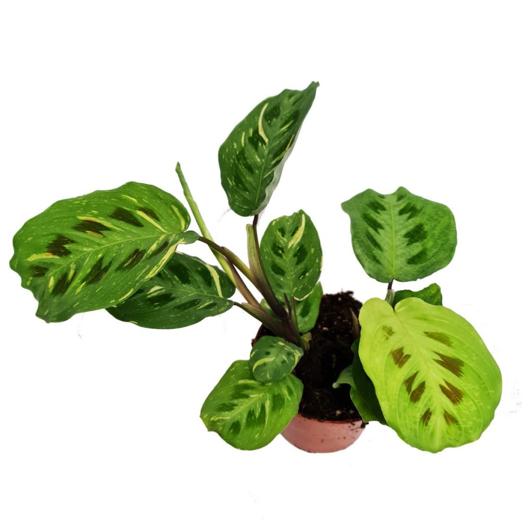 Variegated Prayer Plant | Rabbit’s Foot | Fiesta | Rare Plant