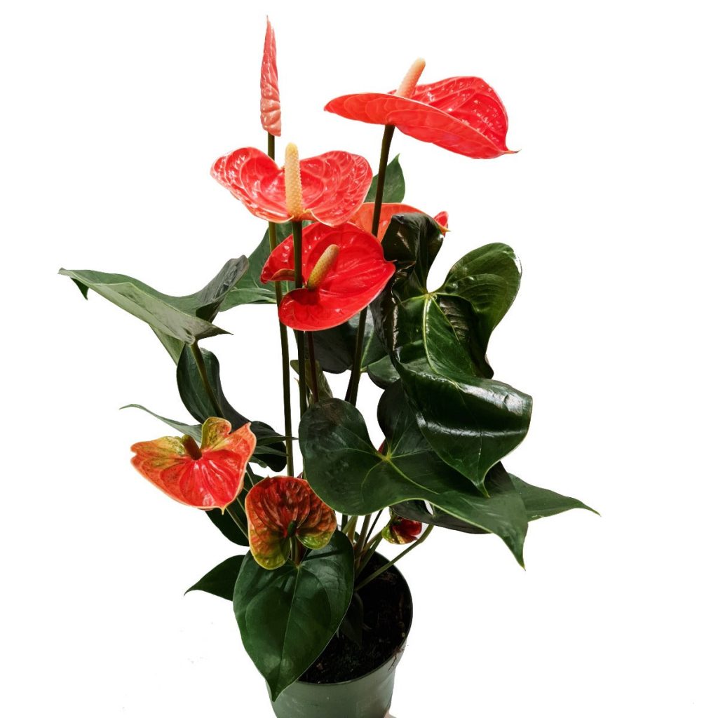 Flamingo Flower | Madural Orange