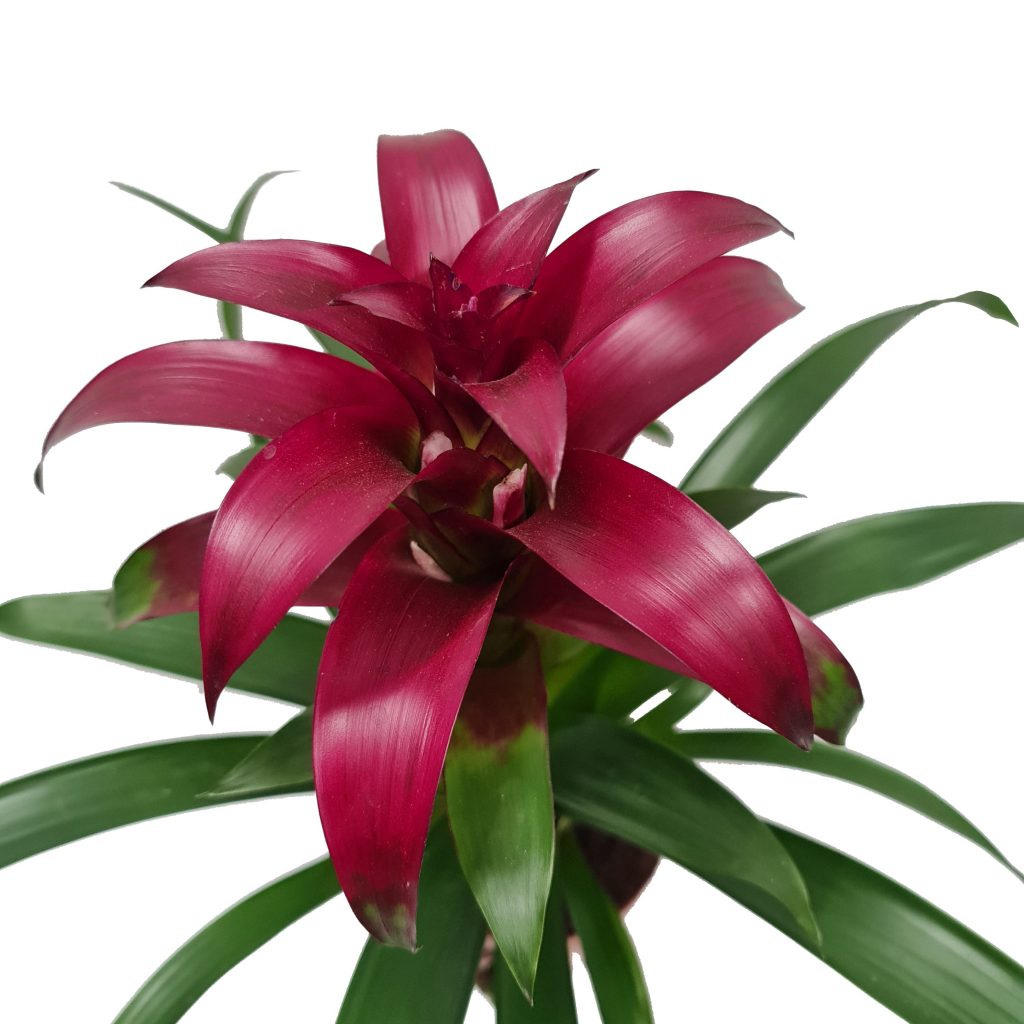 Bromeliad | Guzmania | Nextara Purple