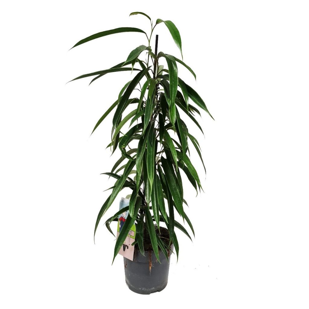 Ficus Alli