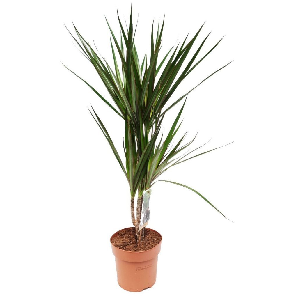 Dragon Tree | Marginata