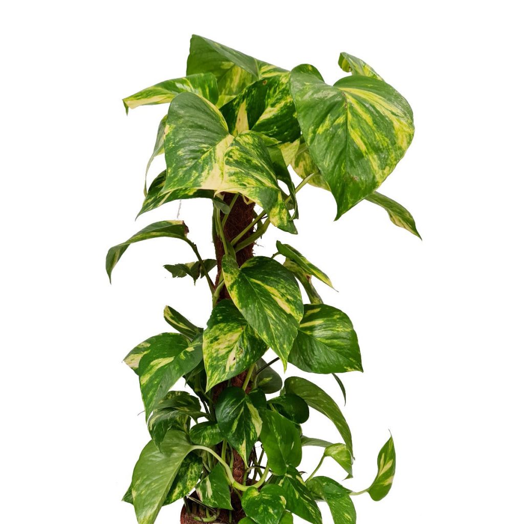 Devil’s Ivy | Golden Pothos