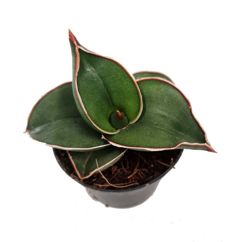 Snake Plant | Samurai Dwarf | Rare Plant