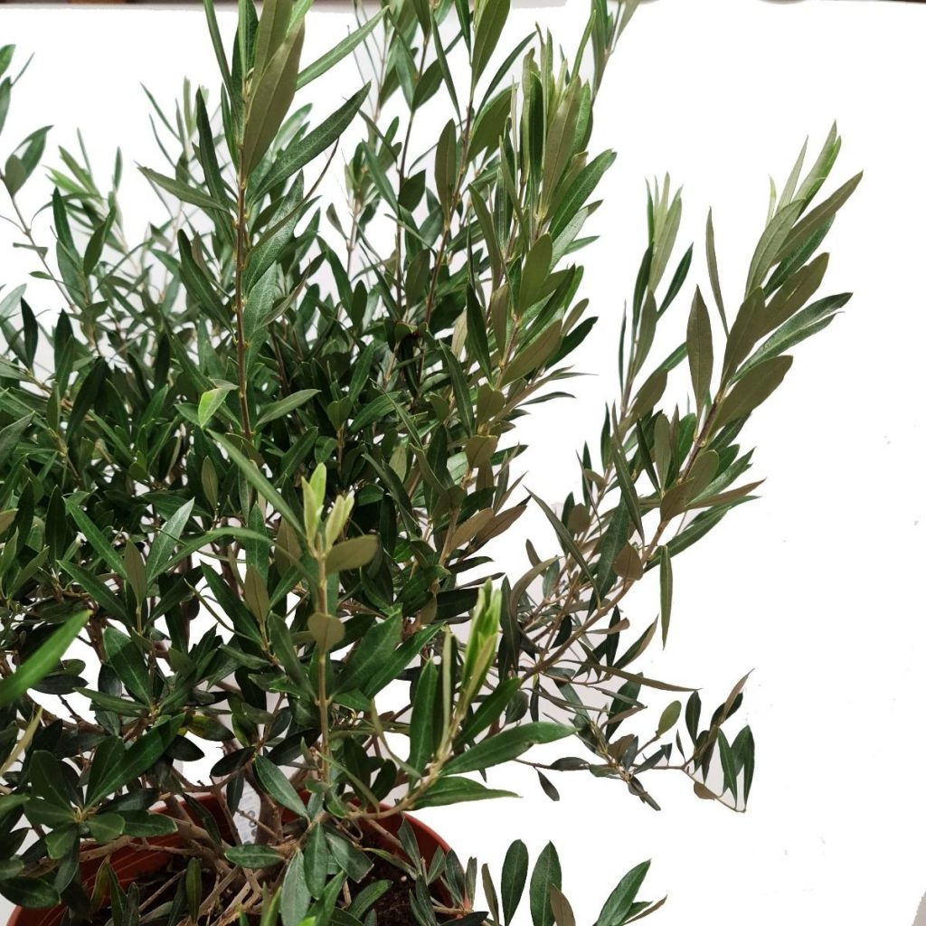 Olive Tree