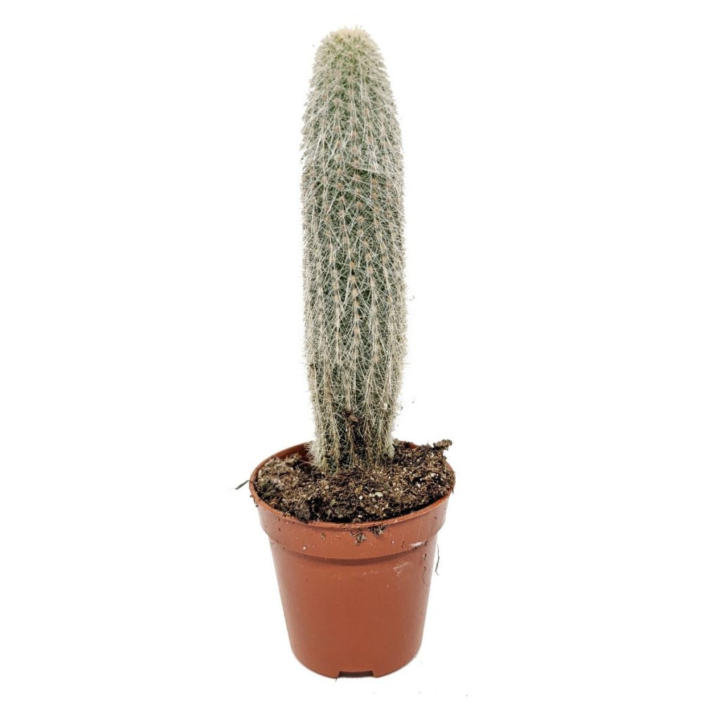 Old Man Cactus