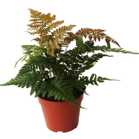 Autumn Fern