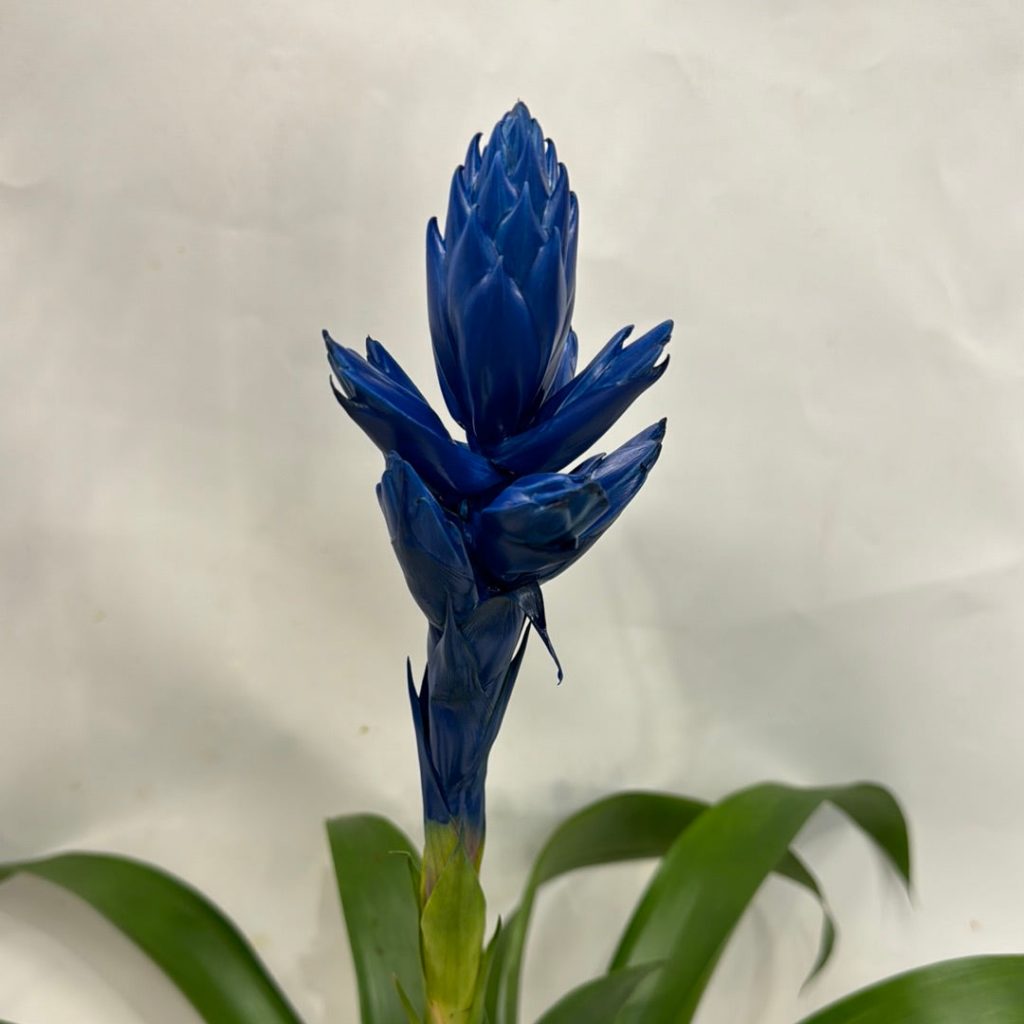 Guzmania ‘Candy’ Blue