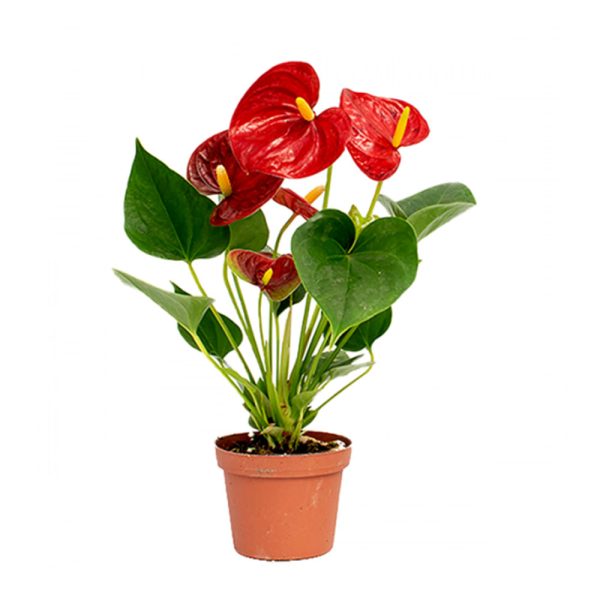 Flamingo Flower | Diamond Red