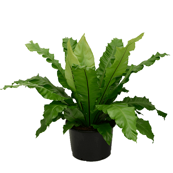 Birds Nest Fern