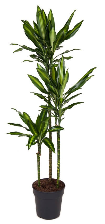 Corn Plant | Cintho