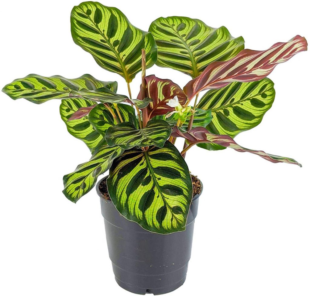 Prayer Plant | Makoyana