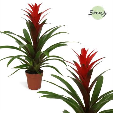 Bromeliad | Guzmania | Red