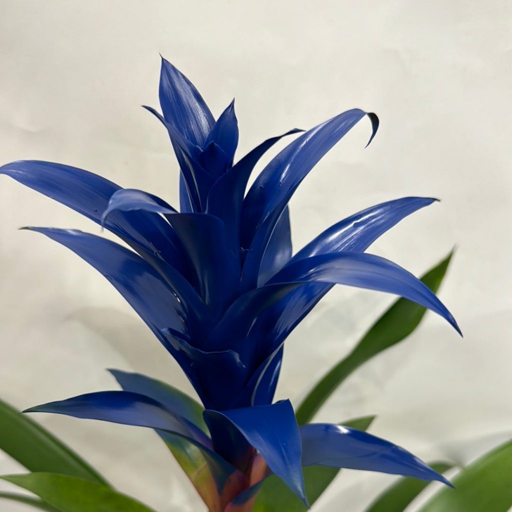 Bromeliad | Guzmania | Deseo Blue