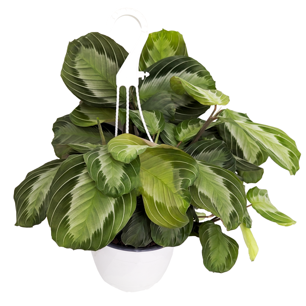 Prayer Plant | Silverband Exclusive Dark | Rare Plant