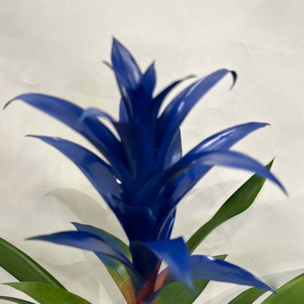 Bromeliad | Guzmania | Deseo Blue