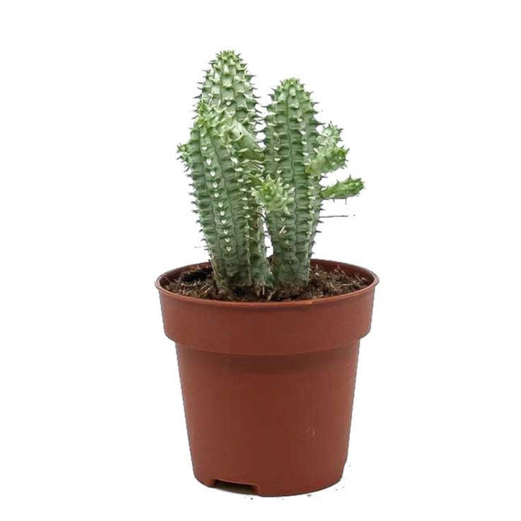 Variegated Corn Cob Cactus | Albo | Hard To Find