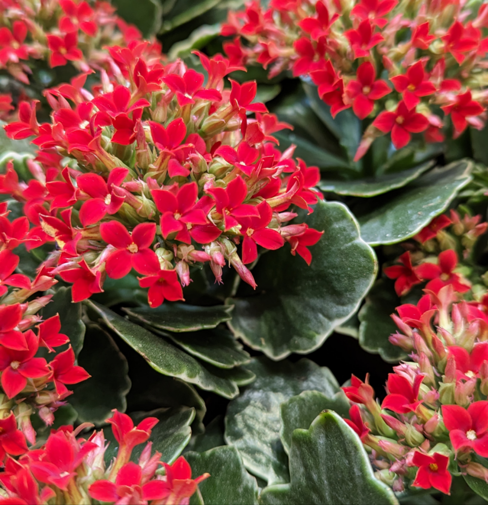 Kalanchoe | Aurora Variegata