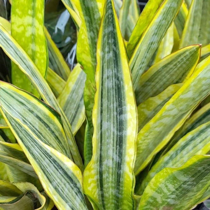 Snake Plant | Lauren | Rare Find