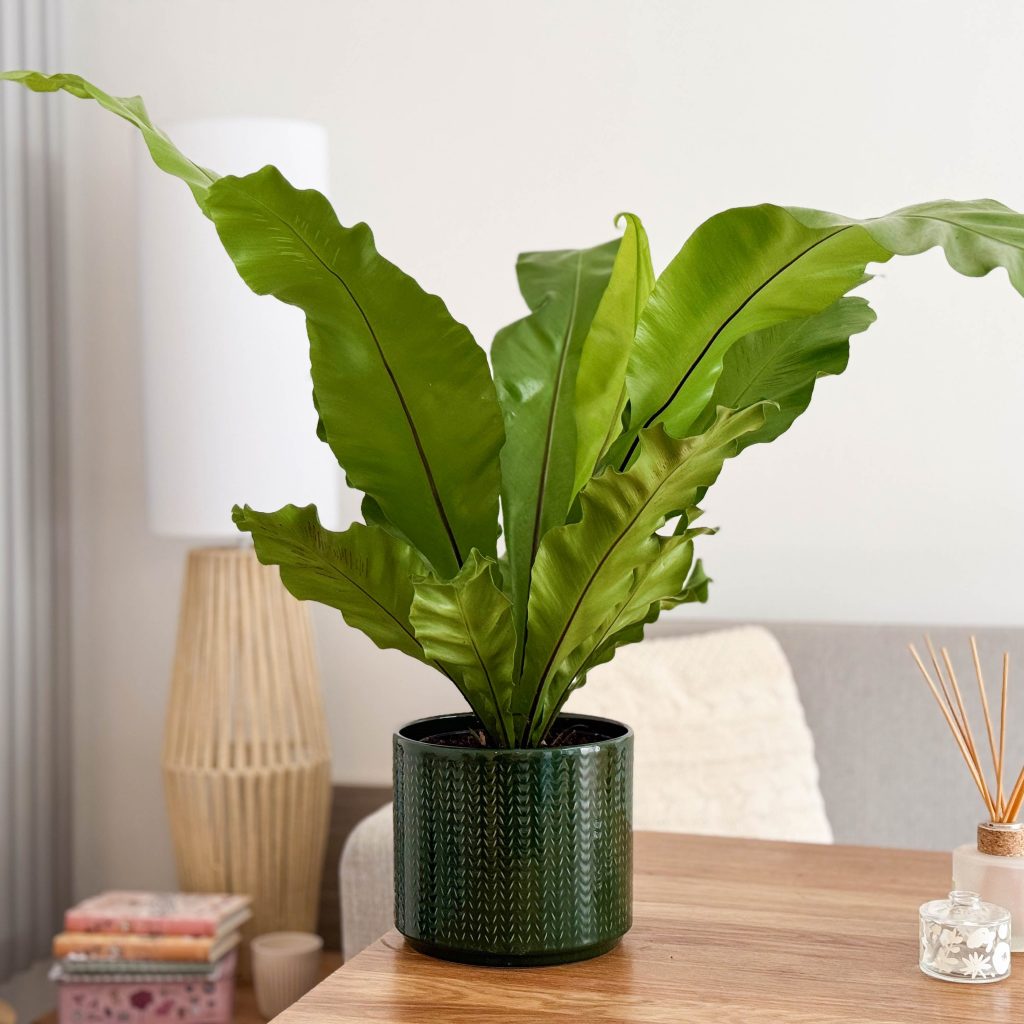 Birds Nest Fern