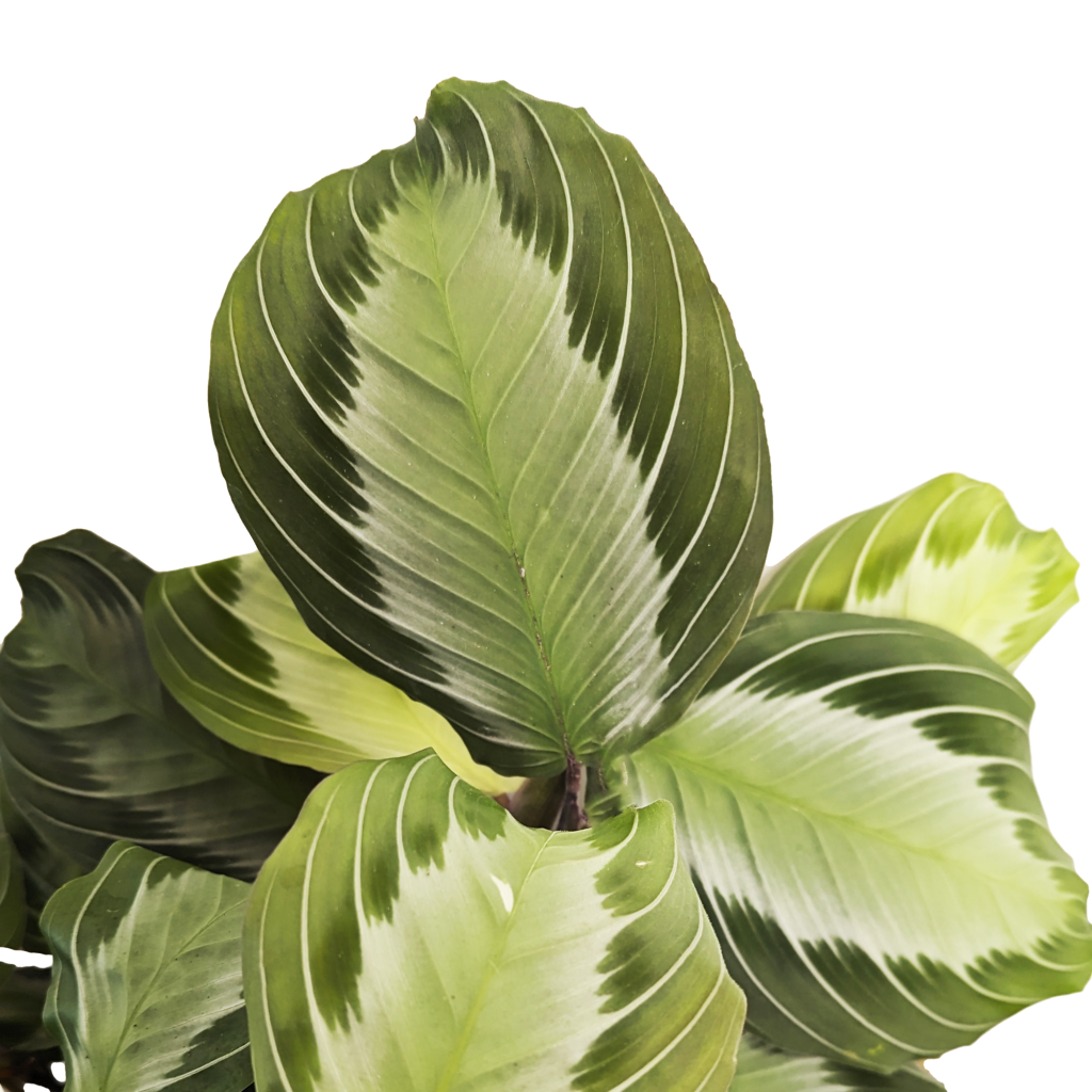 Prayer Plant | Silverband Exclusive Dark | Rare Plant