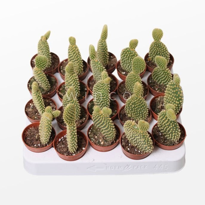 Bunny Ears Cactus | Pallida