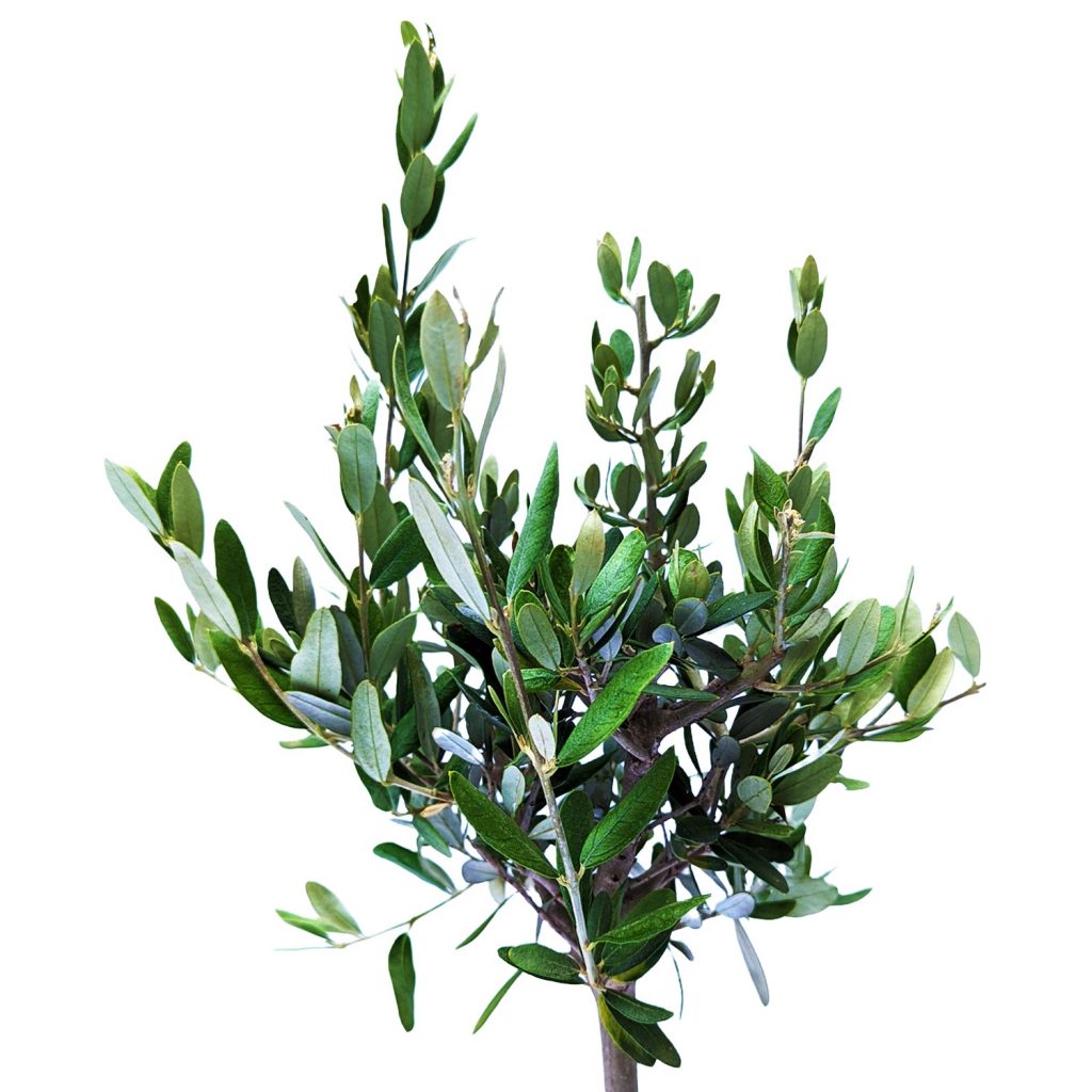 Olive Tree